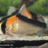 Kupferfleck-Panzerwels, Corydoras Duplicareus