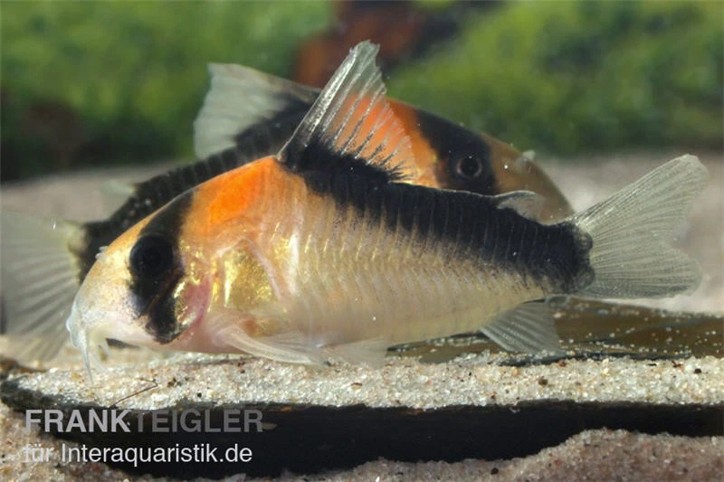 Kupferfleck-Panzerwels, Corydoras Duplicareus 1 Kupferfleck-Panzerwels, Corydoras Duplicareus