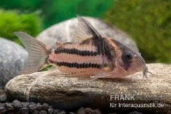 Corydoras Aff. Bifasciatus CW 127 "Super Parallelus" -EHEIM || sera || AQUATLANTIS Verkaufsgeschäft Corydoras sp aff parallelus CW127 11