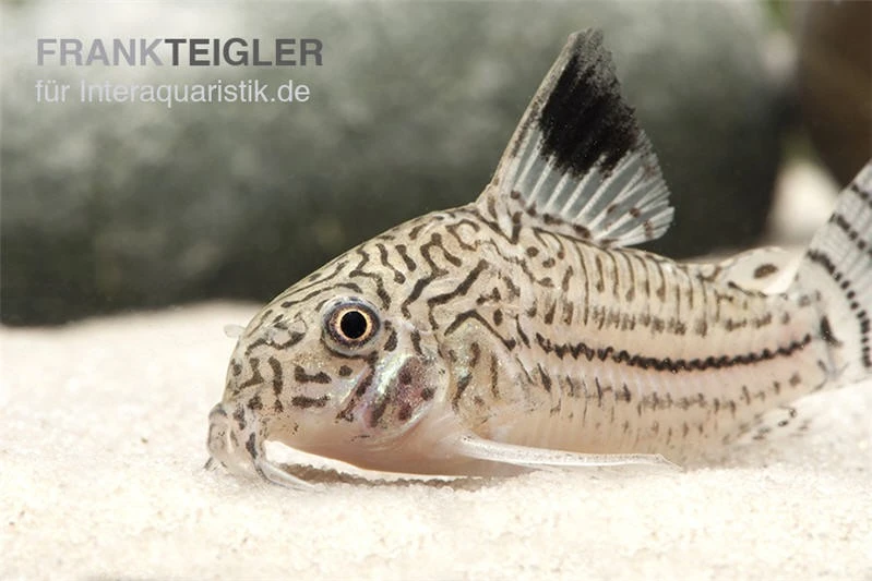 Dreibinden-Panzerwels, Corydoras Trilineatus 1 Dreibinden-Panzerwels, Corydoras Trilineatus