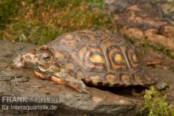 Costa-Rica-Pracht-Erdschildkröte, Rhinoclemmys Pulcherrima Manni -EHEIM || sera || AQUATLANTIS Verkaufsgeschäft Costa Rica Pracht Erdschildkroet Rhinoclemmys pulcherrima manni 3