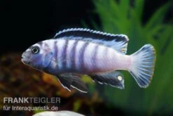 Sechsstreifen-Tilapia, Cynotilapia Afra "Jalo Reef", DNZ -EHEIM || sera || AQUATLANTIS Verkaufsgeschäft Cynotilapia afra 2