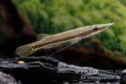 Diamant-Hechtkopf, Luciocephalus Aura 5 Diamant-Hechtkopf, Luciocephalus Aura -EHEIM || sera || AQUATLANTIS Verkaufsgeschäft Diamant Hechtkopf Luciocephalus aura neu 2