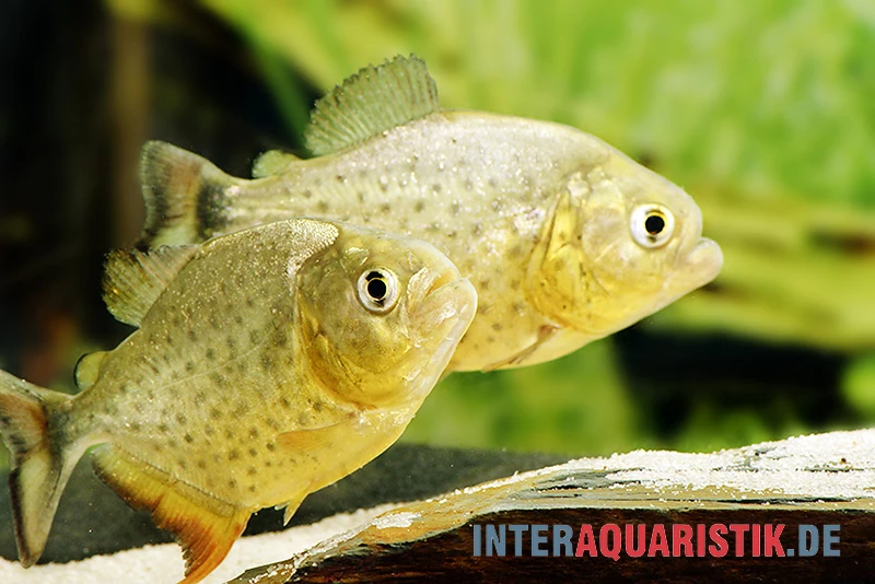 Diamant-Piranha, Pygocentrus Ternetzi 1 Diamant-Piranha, Pygocentrus Ternetzi