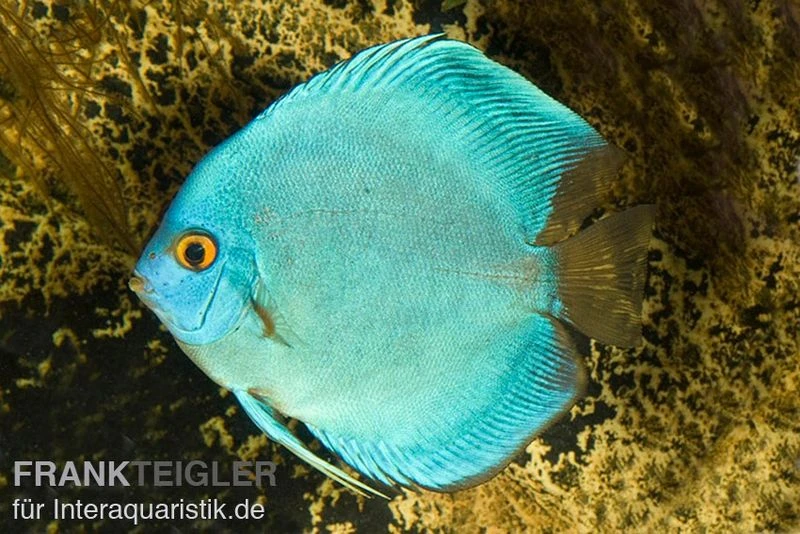 Diskusfisch ASIA-NZ, Symphysodon Discus Cobalt Blue 1 Diskusfisch ASIA-NZ, Symphysodon Discus Cobalt Blue