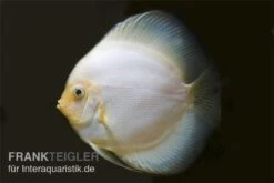 Diskusfisch ASIA-NZ, Symphysodon Discus White Diamond -EHEIM || sera || AQUATLANTIS Verkaufsgeschäft Diskus weiss