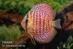 Diskusfisch ASIA-NZ, Symphysodon Discus Leopard 5 Diskusfisch ASIA-NZ, Symphysodon Discus Leopard -EHEIM || sera || AQUATLANTIS Verkaufsgeschäft Diskusfisch ASIA NZ Symphysodon discus Leopard 3