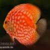 Diskusfisch ASIA-NZ, Symphysodon Discus Star Trek