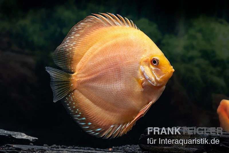 Diskusfisch ASIA-NZ, Symphysodon Discus Ghost (Golden Dragon) 1 Diskusfisch ASIA-NZ, Symphysodon Discus Ghost (Golden Dragon)