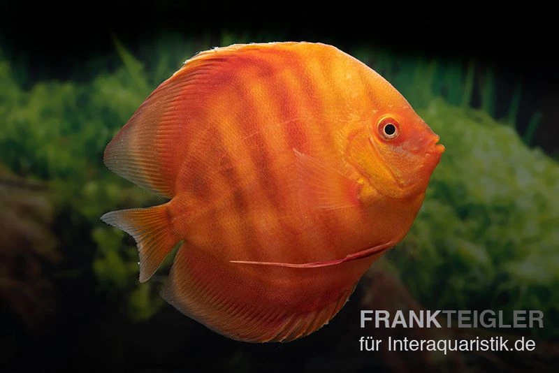 Diskusfisch ASIA-NZ, Symphysodon Discus Solid Red (San Merah) 1 Diskusfisch ASIA-NZ, Symphysodon Discus Solid Red (San Merah)