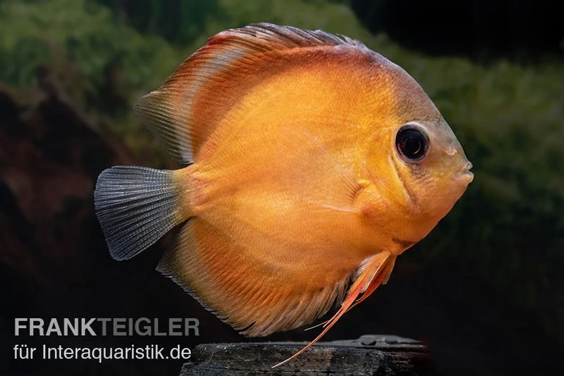 Diskusfisch ASIA-NZ, Symphysodon Discus Rose Red 1 Diskusfisch ASIA-NZ, Symphysodon Discus Rose Red