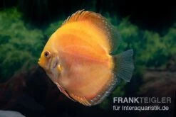 Diskusfisch ASIA-NZ, Symphysodon Discus Red Spotted Gold