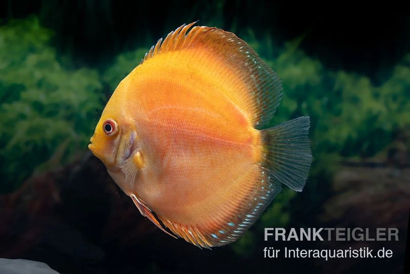 Diskusfisch ASIA-NZ, Symphysodon Discus Red Spotted Gold 1 Diskusfisch ASIA-NZ, Symphysodon Discus Red Spotted Gold