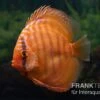 Diskusfisch ASIA-NZ, Symphysodon Discus Super Red Brown