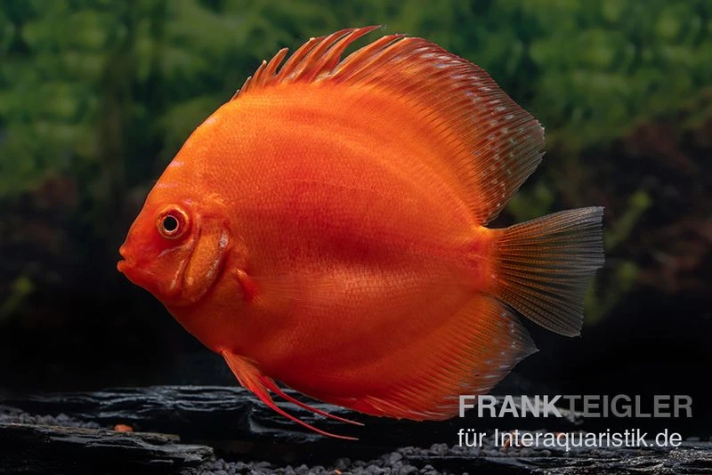 Diskusfisch ASIA-NZ, Symphysodon Discus Super Red 1 Diskusfisch ASIA-NZ, Symphysodon Discus Super Red