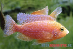 Drachenblut-Kaiserbuntbarsch, Aulonocara Spec. Dragon Blood