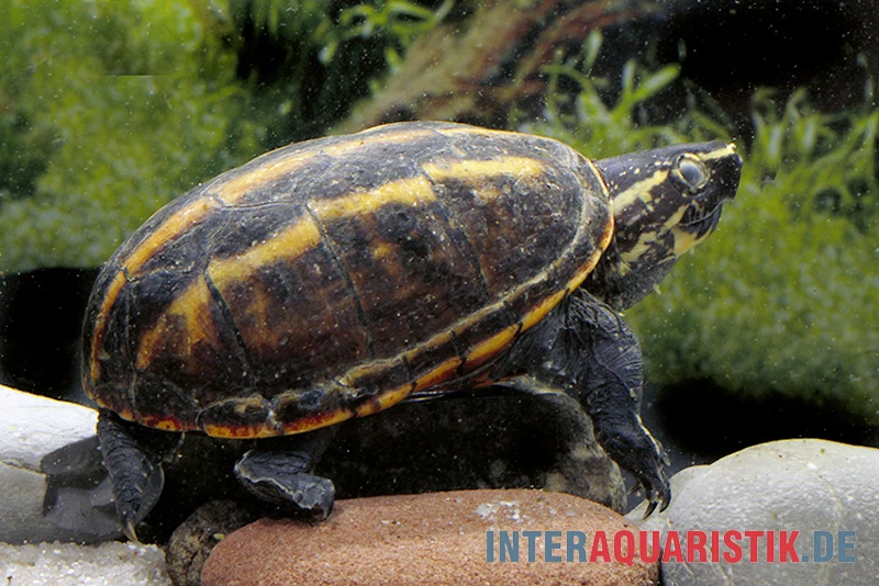 Dreistreifen-Klappschildkröte, Kinosternon Baurii 1 Dreistreifen-Klappschildkröte, Kinosternon Baurii