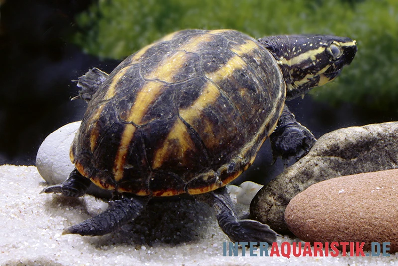 Dreistreifen-Klappschildkröte, Kinosternon Baurii 2 Dreistreifen-Klappschildkröte, Kinosternon Baurii – Bild 2