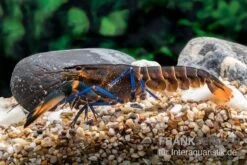 Dunkelblauer Krebs Variante III, Cherax Sp. "Blue Moon Type III" 9 Dunkelblauer Krebs Variante III, Cherax Sp. "Blue Moon Type III" -EHEIM || sera || AQUATLANTIS Verkaufsgeschäft Dunkelblauer Krebs Variante III Cherax sp Blue Moon Type III 4