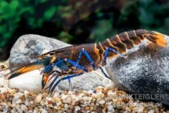 Dunkelblauer Krebs Variante III, Cherax Sp. "Blue Moon Type III" 10 Dunkelblauer Krebs Variante III, Cherax Sp. "Blue Moon Type III" -EHEIM || sera || AQUATLANTIS Verkaufsgeschäft Dunkelblauer Krebs Variante III Cherax sp Blue Moon Type III 5