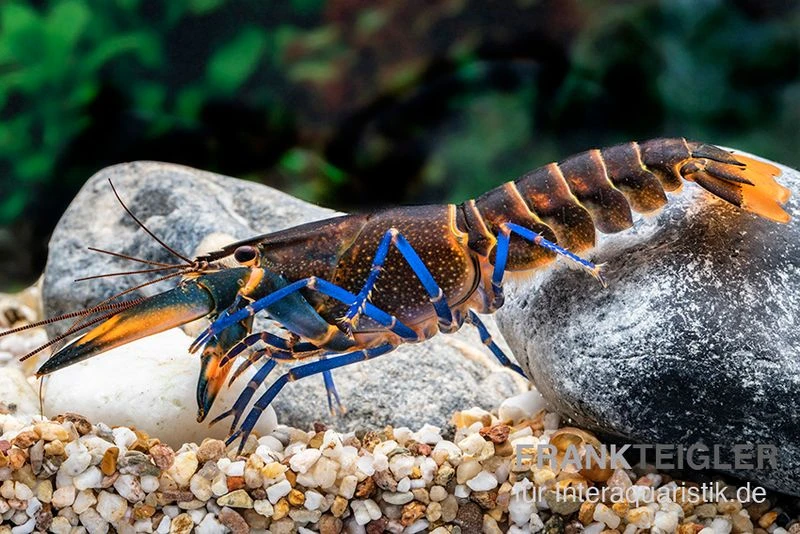 Dunkelblauer Krebs Variante III, Cherax Sp. "Blue Moon Type III" 5 Dunkelblauer Krebs Variante III, Cherax Sp. "Blue Moon Type III" – Bild 5