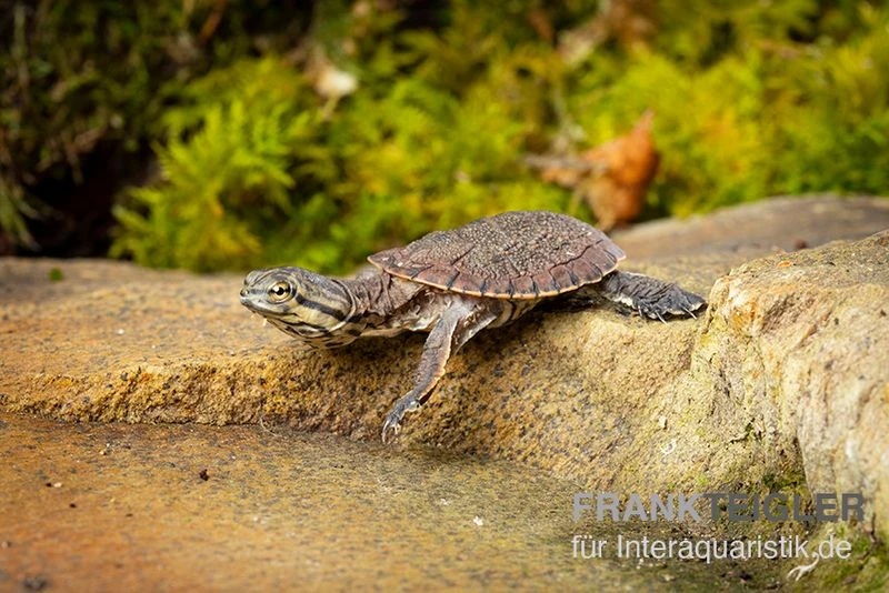 Dunkle Krötenkopfschildkröte, Phrynops Geoffroanus 2 Dunkle Krötenkopfschildkröte, Phrynops Geoffroanus – Bild 2