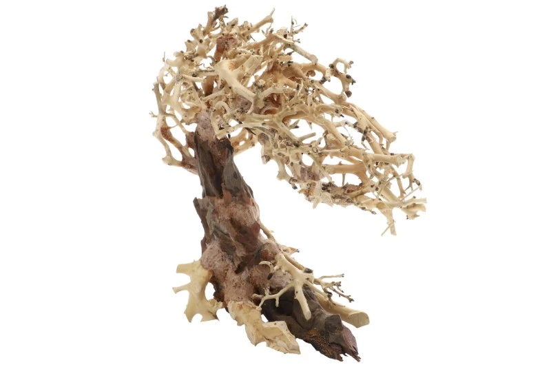 Dupla Crooked Root M, Handgemachte Aquariendeko 3 Dupla Crooked Root M, Handgemachte Aquariendeko – Bild 3
