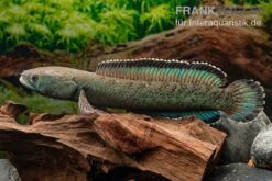 Emerald Green Schlangenkopf, Channa Sp. „Emerald Green“ -EHEIM || sera || AQUATLANTIS Verkaufsgeschäft Emerald Green Schlangenkopf Channa sp Emerald Green 3