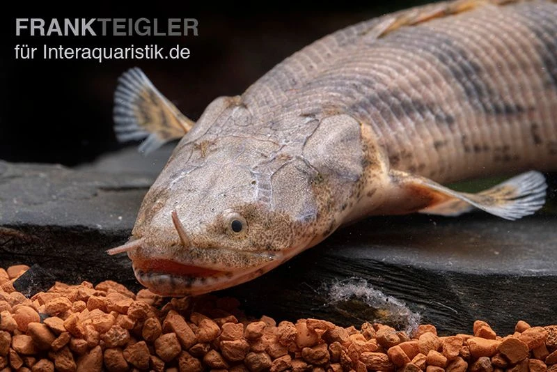 Endlichers Flösselhecht, Polypterus Endlicherii, NZ 2 Endlichers Flösselhecht, Polypterus Endlicherii, NZ – Bild 2