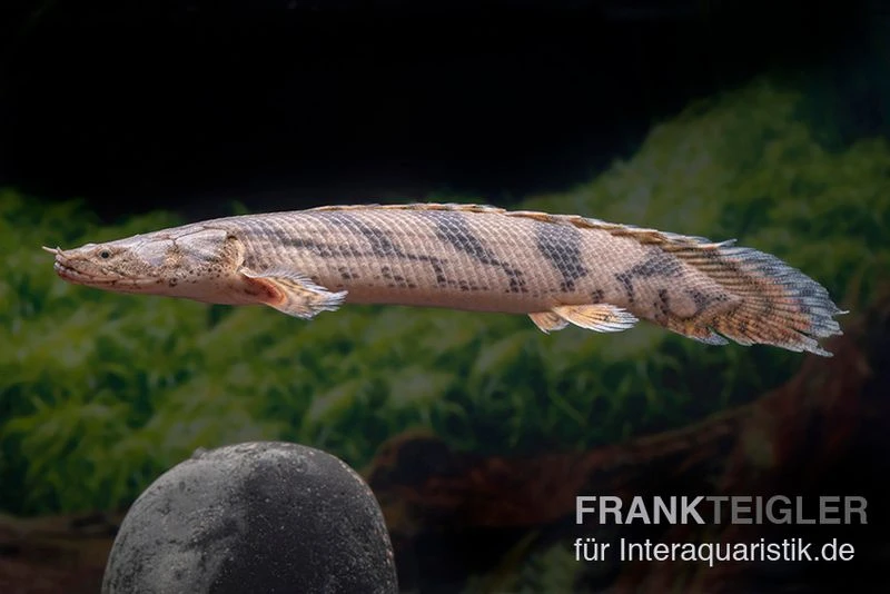 Endlichers Flösselhecht, Polypterus Endlicherii, NZ 3 Endlichers Flösselhecht, Polypterus Endlicherii, NZ – Bild 3