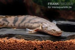 Endlichers Flösselhecht, Polypterus Endlicherii, NZ 10 Endlichers Flösselhecht, Polypterus Endlicherii, NZ -EHEIM || sera || AQUATLANTIS Verkaufsgeschäft Endlichers Floesselhecht Polypterus endlicherii 5