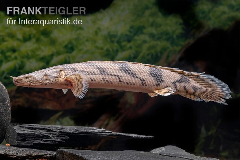 Endlichers Flösselhecht, Polypterus Endlicherii, NZ 6 Endlichers Flösselhecht, Polypterus Endlicherii, NZ – Bild 6