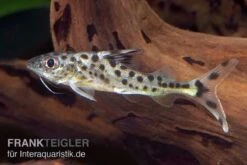 Engel-Antennenwels, Pimelodus Pictus -EHEIM || sera || AQUATLANTIS Verkaufsgeschäft Engel Antennenwels Pimelodus pictus neu 3
