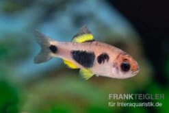 Schmetterlingsbarbe, Barbus Hulstaerti (Minifisch), 5 Stück -EHEIM || sera || AQUATLANTIS Verkaufsgeschäft Enteromius hulstaerti 14