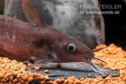 Equinus-Korallenwels, Neosilurus Equinus -EHEIM || sera || AQUATLANTIS Verkaufsgeschäft Equinus Korallenwels Neosilurus equinus 6