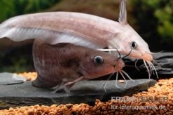 Equinus-Korallenwels, Neosilurus Equinus -EHEIM || sera || AQUATLANTIS Verkaufsgeschäft Equinus Korallenwels Neosilurus equinus 9