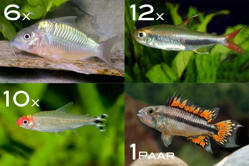 Zierfisch-Sortiment Amazonas Für 100 Cm 1 Zierfisch-Sortiment Amazonas Für 100 Cm