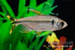 Flammenkongosalmler, Alestopetersius Nigropterus