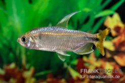 Flammenkongosalmler, Alestopetersius Nigropterus 5 Flammenkongosalmler, Alestopetersius Nigropterus -EHEIM || sera || AQUATLANTIS Verkaufsgeschäft Flammenkongosalmler Alestopetersius nigropterus 2 1