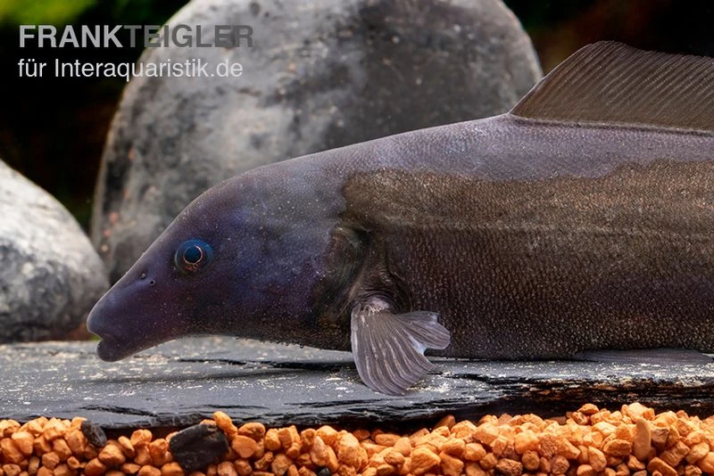 Flaschenmaul-Nilhecht, Mormyrus Longirostris 2 Flaschenmaul-Nilhecht, Mormyrus Longirostris – Bild 2