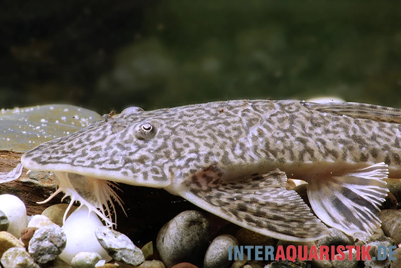 Flunder-Harnischwels, Pseudohemiodon Laticeps 1 Flunder-Harnischwels, Pseudohemiodon Laticeps