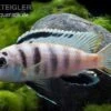Fsh Perlosi, Hybride Aus Pseudotropheus/Labidochromis, DNZ