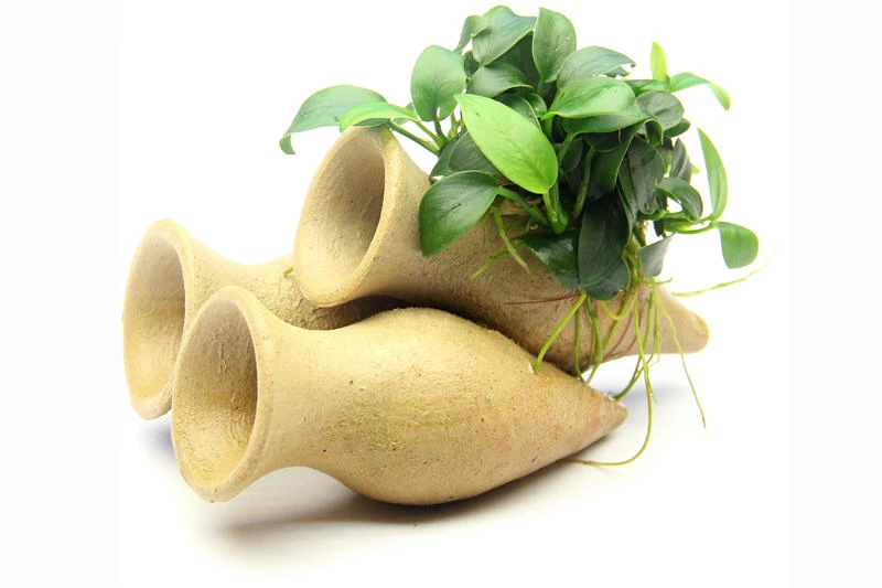 Dennerle Garnelen-Amphore, Anubias Nana "Bonsai" Auf 3er Tonamphore 1 Dennerle Garnelen-Amphore, Anubias Nana "Bonsai" Auf 3er Tonamphore