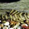 Gebänderter Zwergschilderwels, L038, Peckoltia Spec.