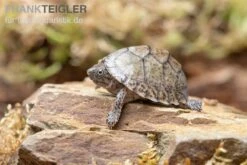 Gekielte Moschusschildkröte, Kinosternon Carinatum -EHEIM || sera || AQUATLANTIS Verkaufsgeschäft Gekielte Moschusschildkroete Kinosternon spec