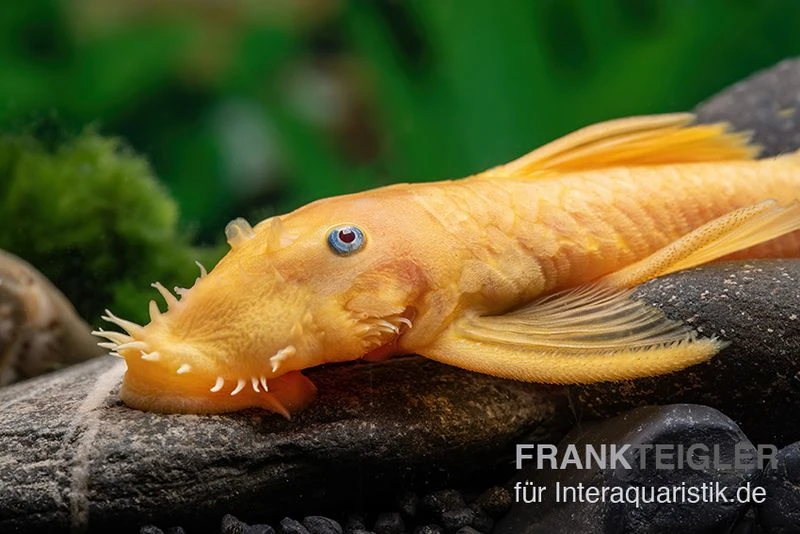 Gelber Antennenwels, Ancistrus Sp. Blue Eye, L144 1 Gelber Antennenwels, Ancistrus Sp. Blue Eye, L144