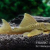 Gelber Phantomwels, L 200, Hemiancistrus Subviridis