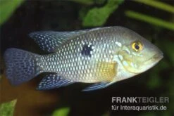 Perlmutt-Erdfresser, Geophagus Brasiliensis