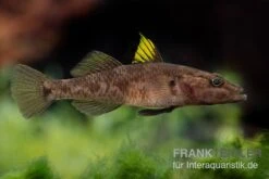 Towuti-Gelbflossengrundel, Glossogobius Flavipinnis -EHEIM || sera || AQUATLANTIS Verkaufsgeschäft Glossogobius flavipinnis 6