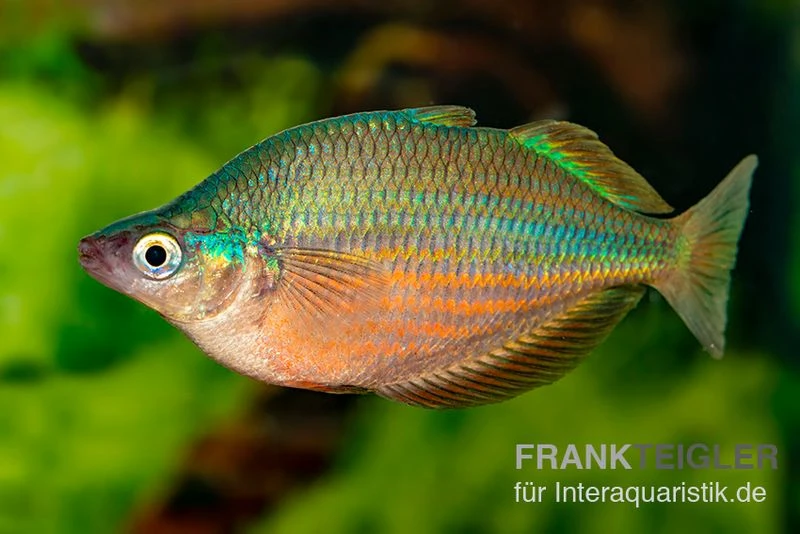 Dorityi-Regenbogenfisch, Glossolepis Dorityi, 5 Tiere 1 Dorityi-Regenbogenfisch, Glossolepis Dorityi, 5 Tiere